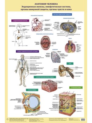 Плакат Анатомия человека Эндокринные железы лимфатич система органы иммунной защиты органы чувств А1