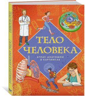 Тело человека Атлас анатомии в картинках Энц