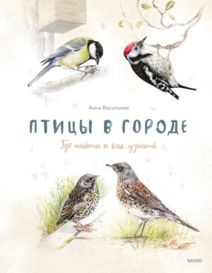 Птицы в городе Где найти и как узнать МИФ