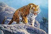 Паззл  500 Castor Тигры на скалах B-53346