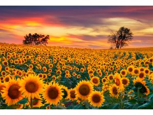 Алмазная мозаика 30х430 см без подр с полн заполн 30 цв Подсолнухи на закате НД-2695