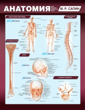 Анатомия Самая компактная анатомическая таблица