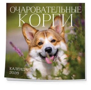 Кал 2026 Настен Очаровательные корги 300х300 