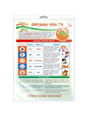 Плакат Органы чувств ПО-13976
