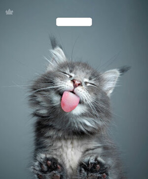 Полиэтиленовый пакет Кот н00213119