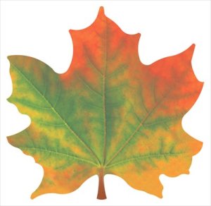 Украшение на скотче Кленовый лист Разноцветный 1.0000414