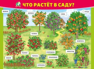 Плакат Что растет в саду