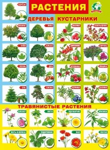 Плакат Растения 071.325