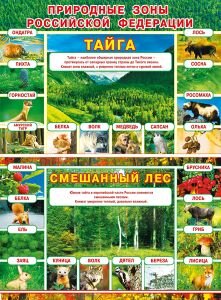 Плакат Природные зоны РФ Тайга Смешанный лес