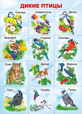 Плакат мини Птицы