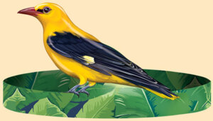 Ободок Иволга