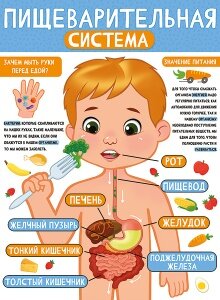 Плакат Пищеварительная система 22,137,00