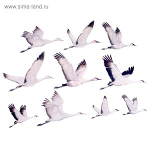 Оформительский набор Журавли НР-44