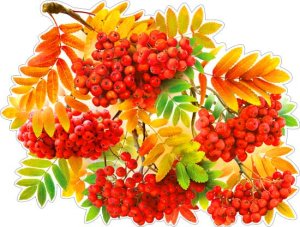 Плакат фигурный Ветка  рябины P2V-304