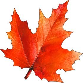 Украшение Кленовый лист красный A-45-A