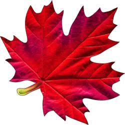 Украшение Кленовый лист красный 113-75-A
