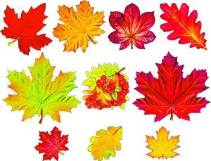 Оформительский набор Листья осенние 10 видов HPR-01