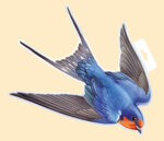 150x226/img1